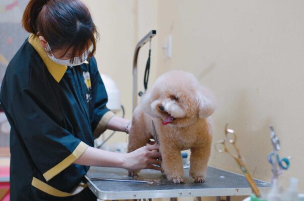 Dịch vụ chăm sóc động vật, thú cưng